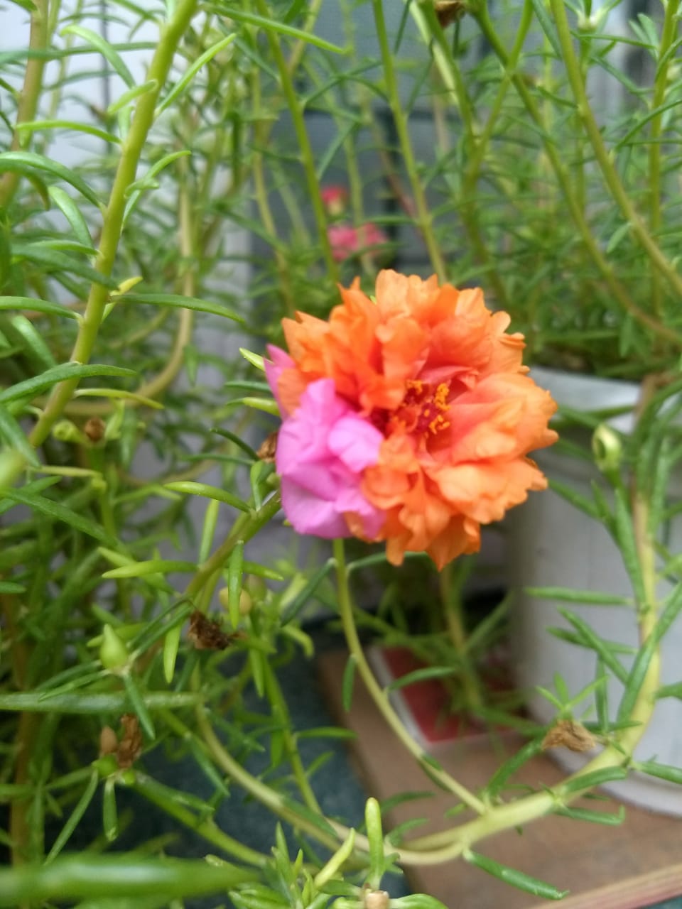 हमारा मन