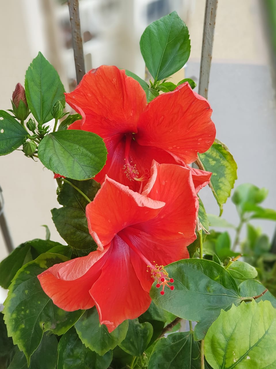 मिले मात-पिता  दोबारा