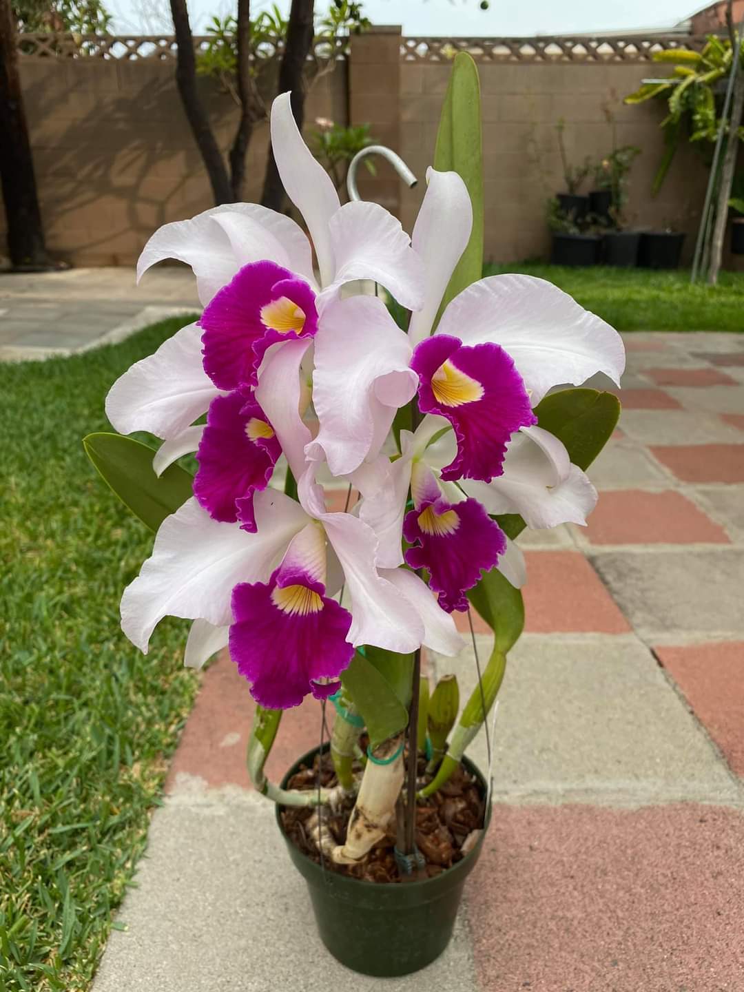 प्रेम पिपासा