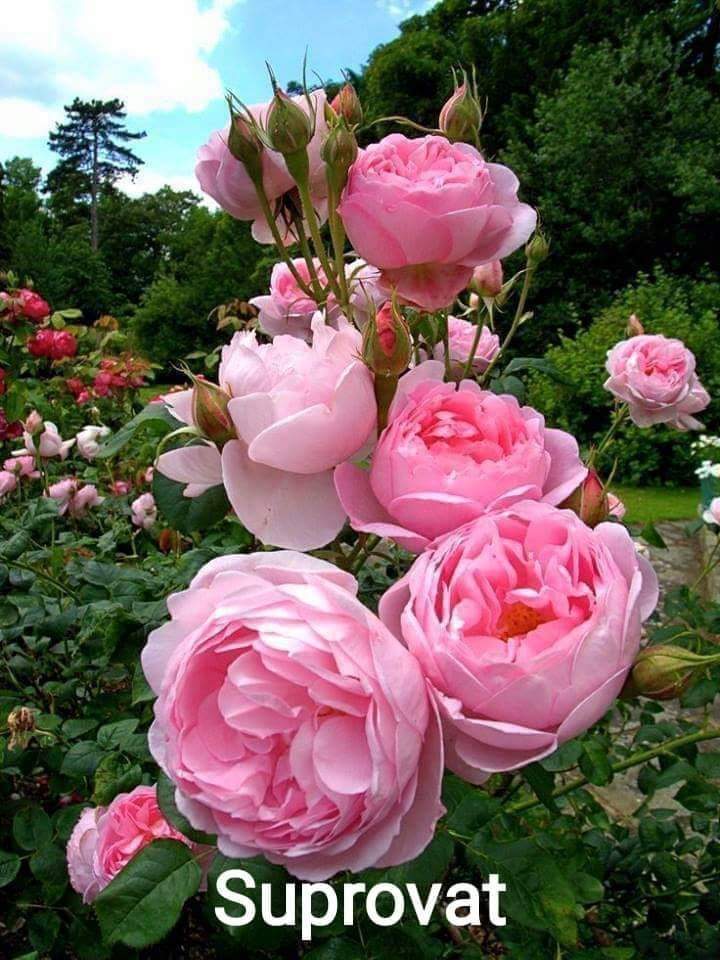 बगिया को चिट्ठी